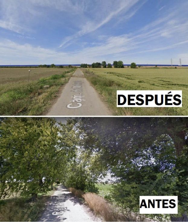 Denuncian la tala de 572 árboles en este camino de Albacete