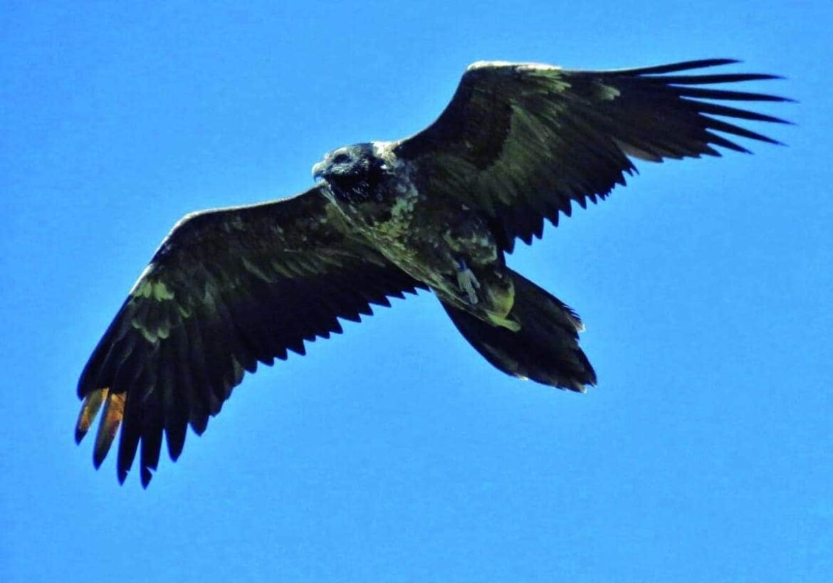 Agentes Medioambientales