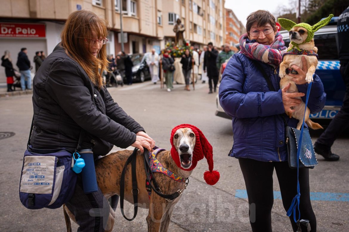 Bendición animales por San Antón en Albacete