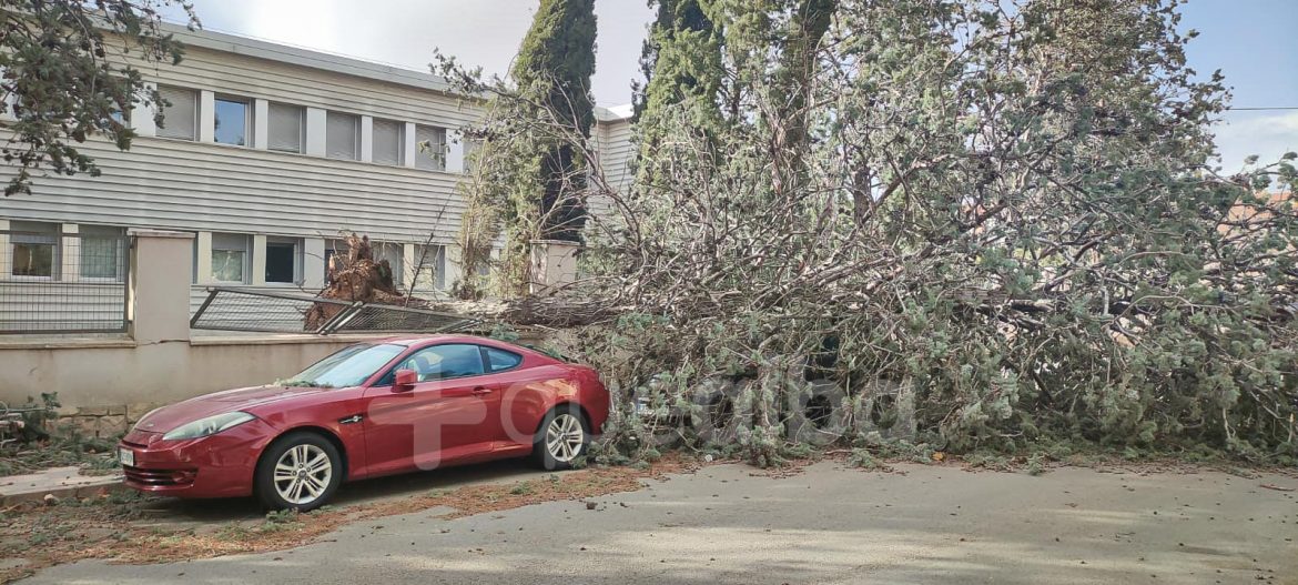 Árbol caido en Albacete por el temporal al lado del Colegio Virgen de los Llanos