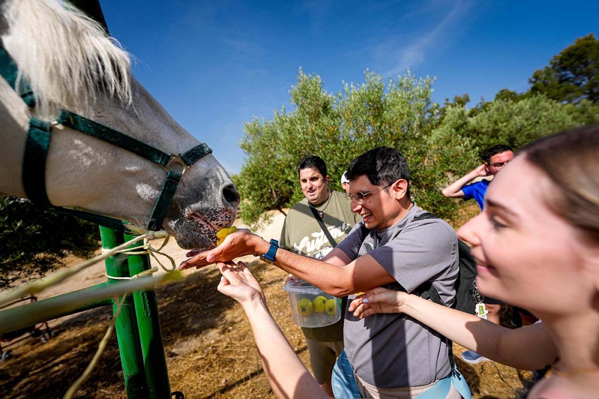 AMIAB terapia con caballos en Barrax